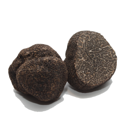 truffe mélanosporum comptoir des truffes et des saveurs
