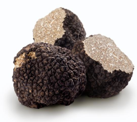 La truffe noire Extra, tuber melanosporum qui est le joyau de la région
