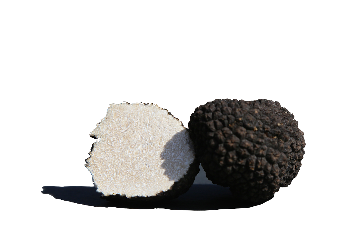 La crème de truffe blanche faite à partir de la meilleure variété de truffe