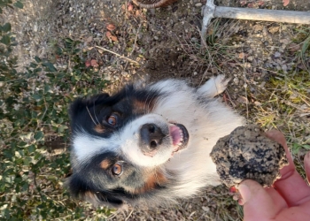  La recherche de la truffe : le rôle essentiel du chien truffier