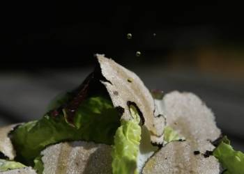 Salade à la truffe fraiche d'été
