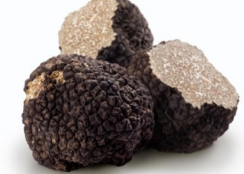 La truffe de Bourgogne arrive